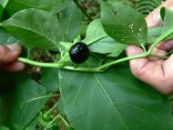 nadragulya (bogyótermése),Atropa bella-donna