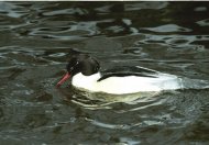 nagy bukó, gácsér,,Mergus merganser