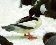 Nagy bukó, Mergus merganser