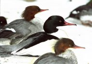 nagy bukók, Mergus merganser