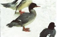 Nagy bukó, Mergus merganser