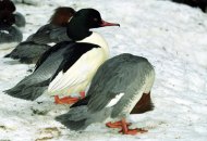 nagy bokók, Mergus merganser