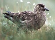 Nagy halfarkas, Stercorarius skua