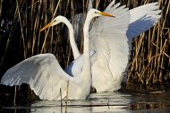 Nagy kócsag ,Egretta alba