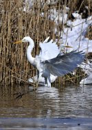 Nagy kócsag,Egretta alba