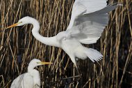 Nagy kócsag,Egretta alba