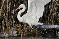 Nagy kócsag,Egretta alba