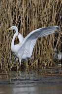 Nagy kócsag,Egretta alba