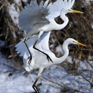 Nagy kócsag, Egretta alba