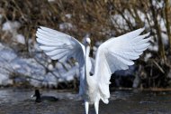 Nagy kócsag ,Egretta alba