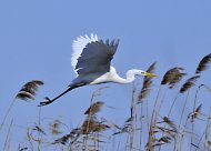 Nagy kócsag, Egretta alba