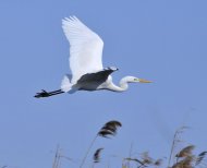 Nagy kócsag ,Egretta alba