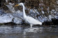 Nagy kócsag, Egretta alba