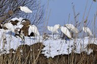 Nagy kócsagok, Egretta alba