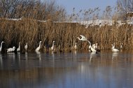 Nagy kócsagok, Egretta alba