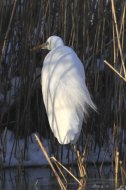 Nagy kócsag, Egretta alba