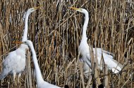 Nagy kócsag, Egretta alba