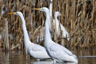 Nagy kócsag, Egretta alba