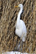 Nagy kócsag, Egretta alba