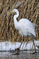 Nagy kócsag, Egretta alba