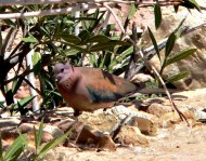 Pálmagerle Streptopelia senegalensis