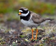 Parti lile, Charadrius hiaticula