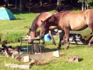Pádis Campingben reggeliző lovak
