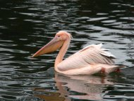 rózsás gödény, Pelecanus onocrotalus