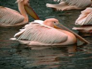 rózsás gödények, Pelecanus onocrotalus