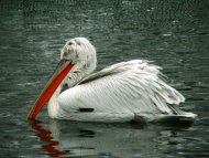 borzas gödény Pelecanus crispus