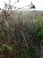 keresztespók hálója /Araneus sp./