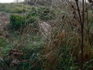 Keresztespók háló /Araneus sp./