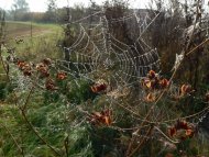 Keresztespók háló /Araneus sp./