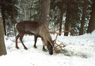 rénszarvas. Rangifer tarandus