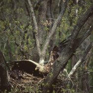 Rétisas, Haliaeetus albicilla