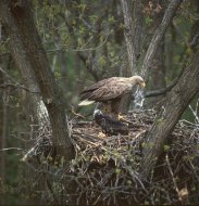 Rétisas, Haliaeetus albicilla