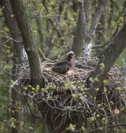 Rétisas fióka, Haliaeetus albicilla