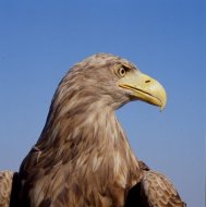 Rétisas portré, Haliaeetus albicilla