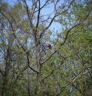 Rétisas,Haliaeetus albicilla