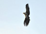 rétisas, Haliaeetus albicilla