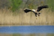 rétisas. Haliaeetus albicilla