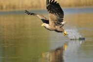 rétisas, Haliaeetus albicilla,