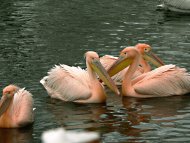 rózsás gödények, Pelecanus onocrotalus