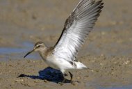 sarlós, parftfutó, Calidris ferruginea