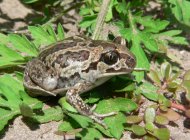 Ásóbéka, Pelobates fuscus,