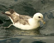 Északi sirályhojsza, Fulmarus glacialis