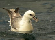 Északi sirályhojsza, Fulmarus glacialis