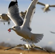 Viharsirály,Larus canus