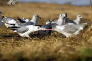 Viharsirályok, Larus canus