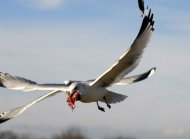 Viharsirály, Larus canus